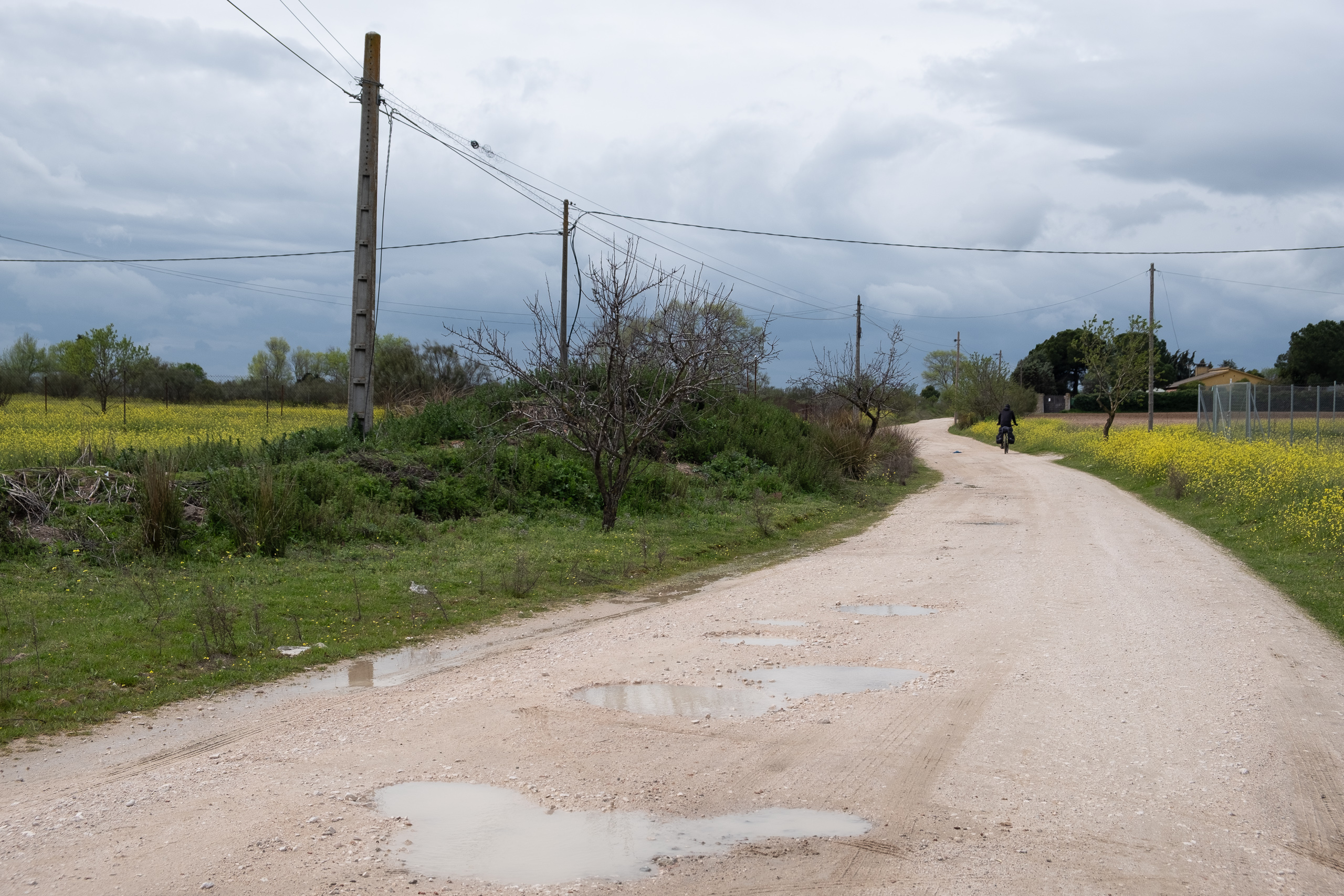 Matschige Piste nach dem Regen – Raps am Wegrand